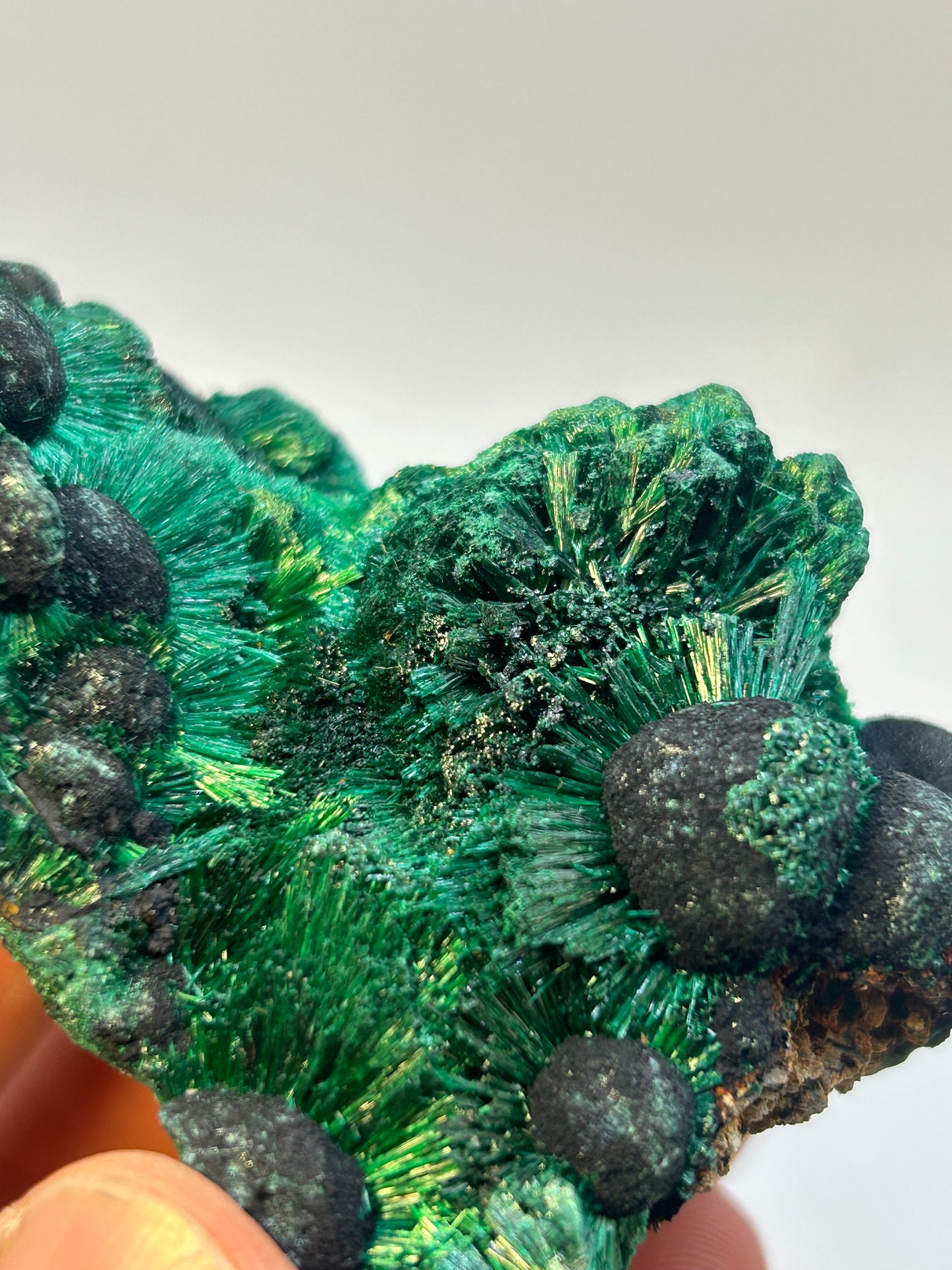 Malachite velvet qualità super