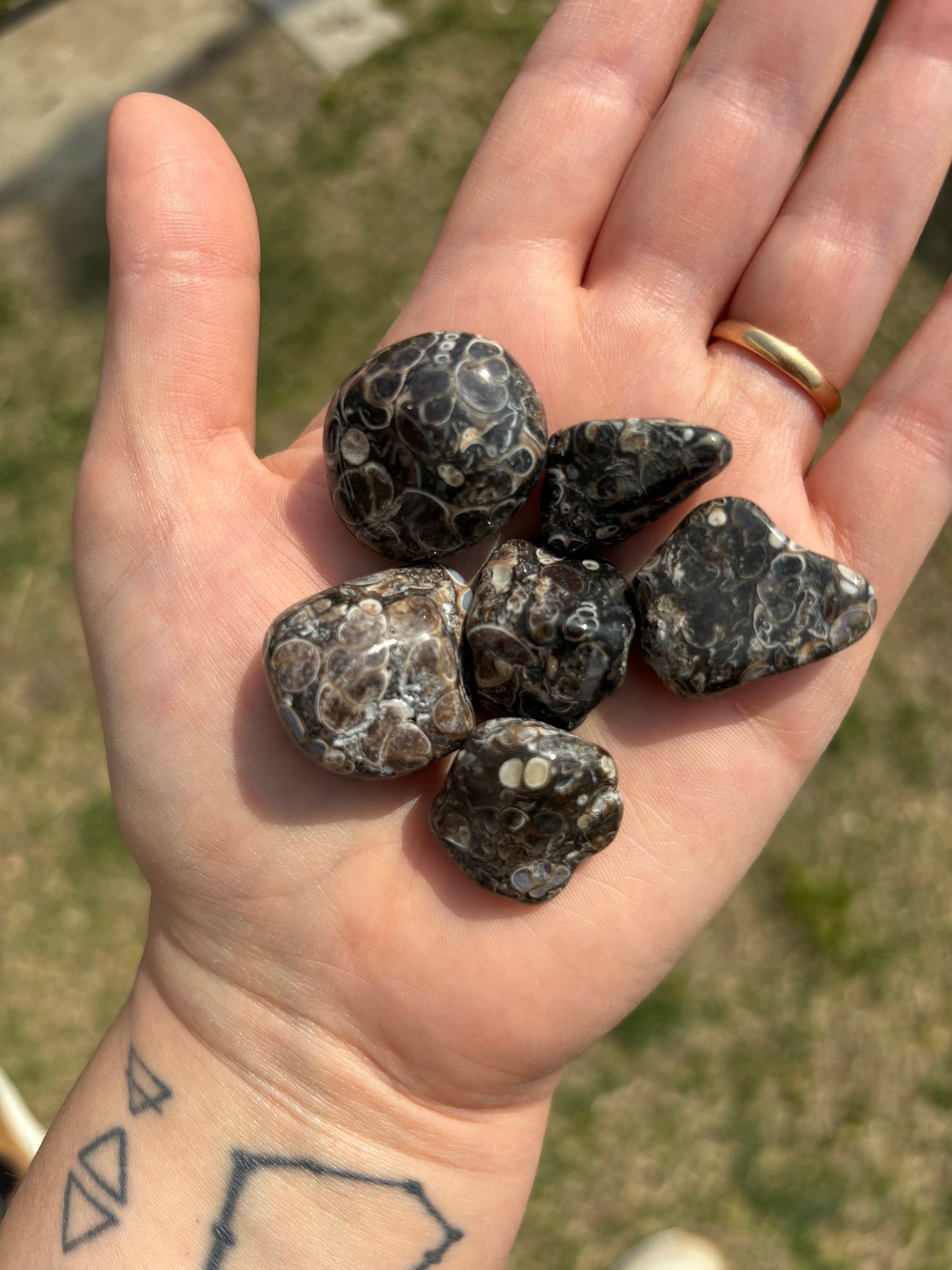 Agata turritella burattata