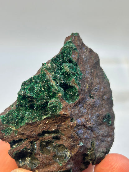 Brocantite su bornite