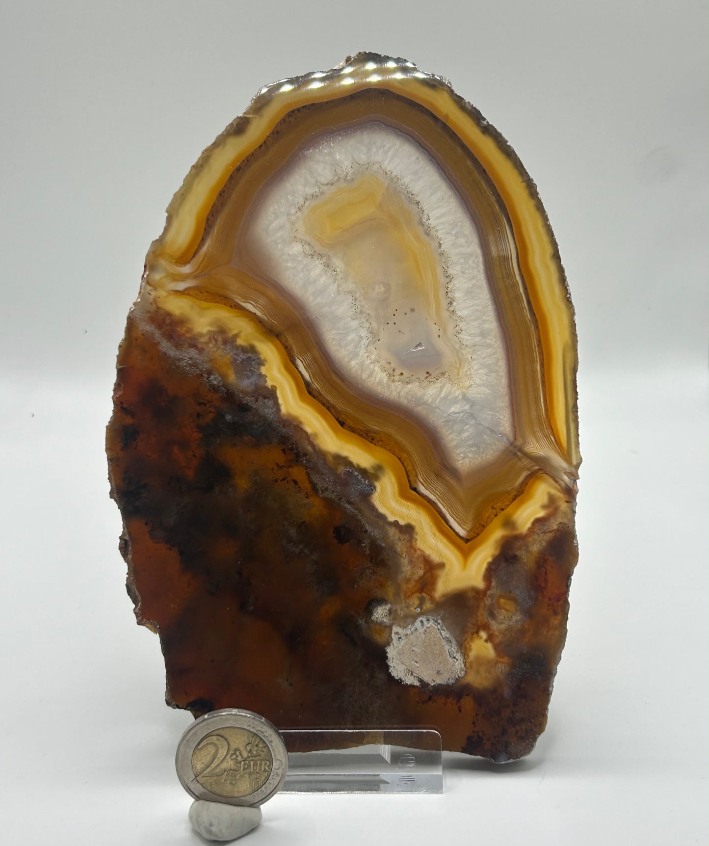 Fetta di agata dendritica lucidata