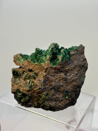 Brocantite su bornite