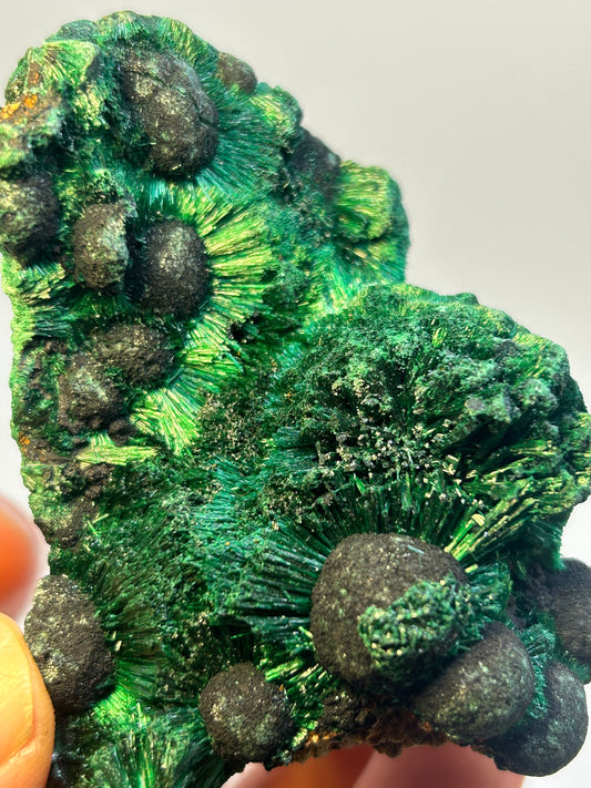 Malachite velvet qualità super