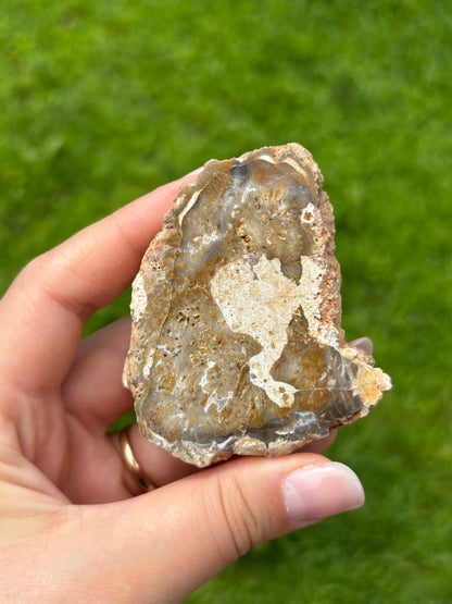 Legno fossile