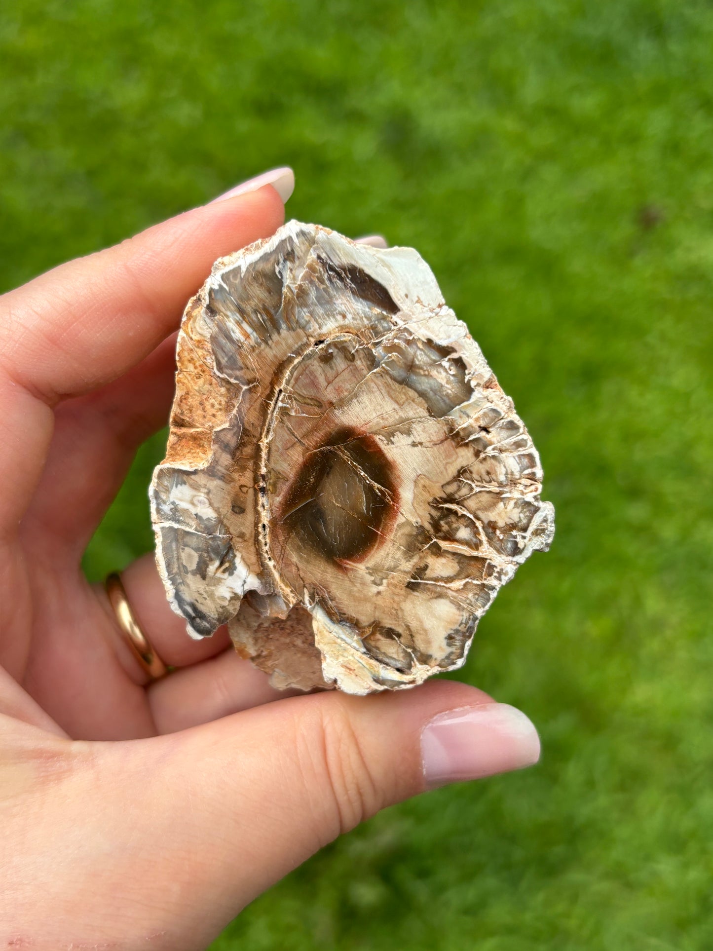 Legno fossile