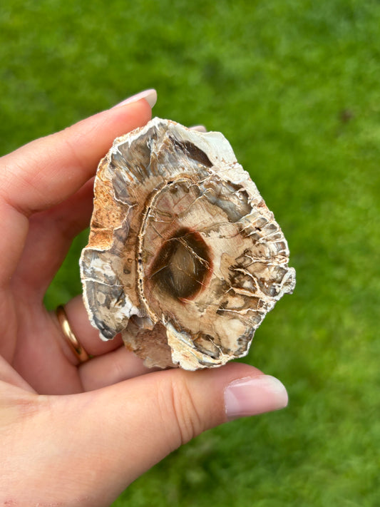 Legno fossile