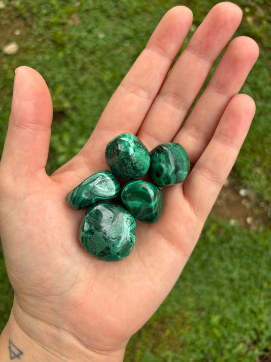 Malachite burattata