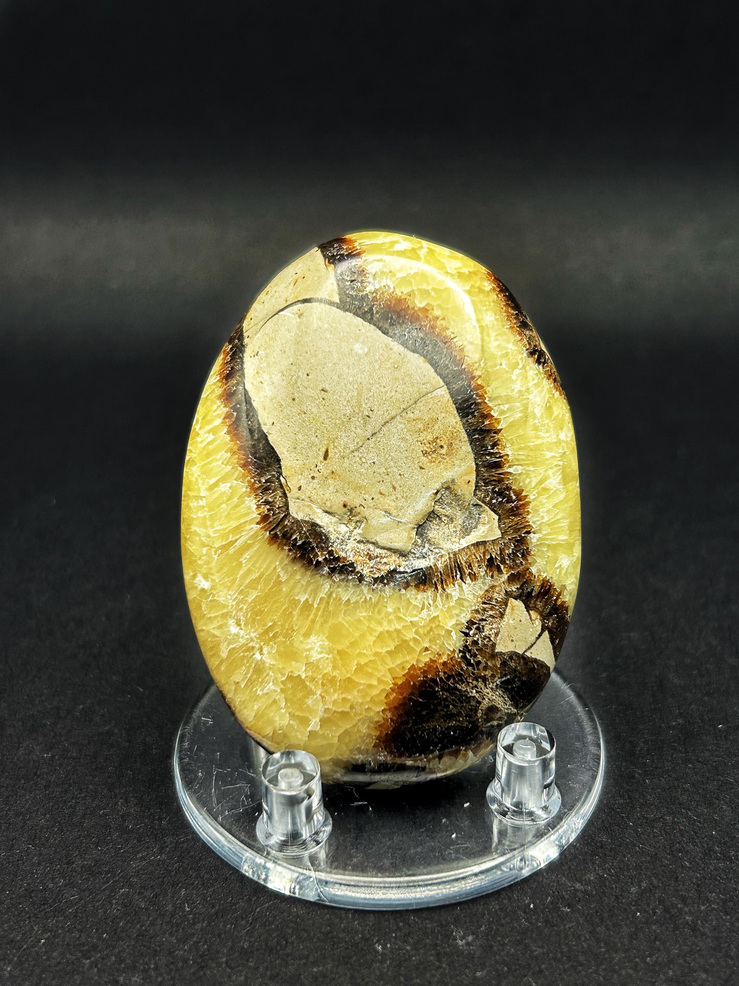 Palmstone in septaria