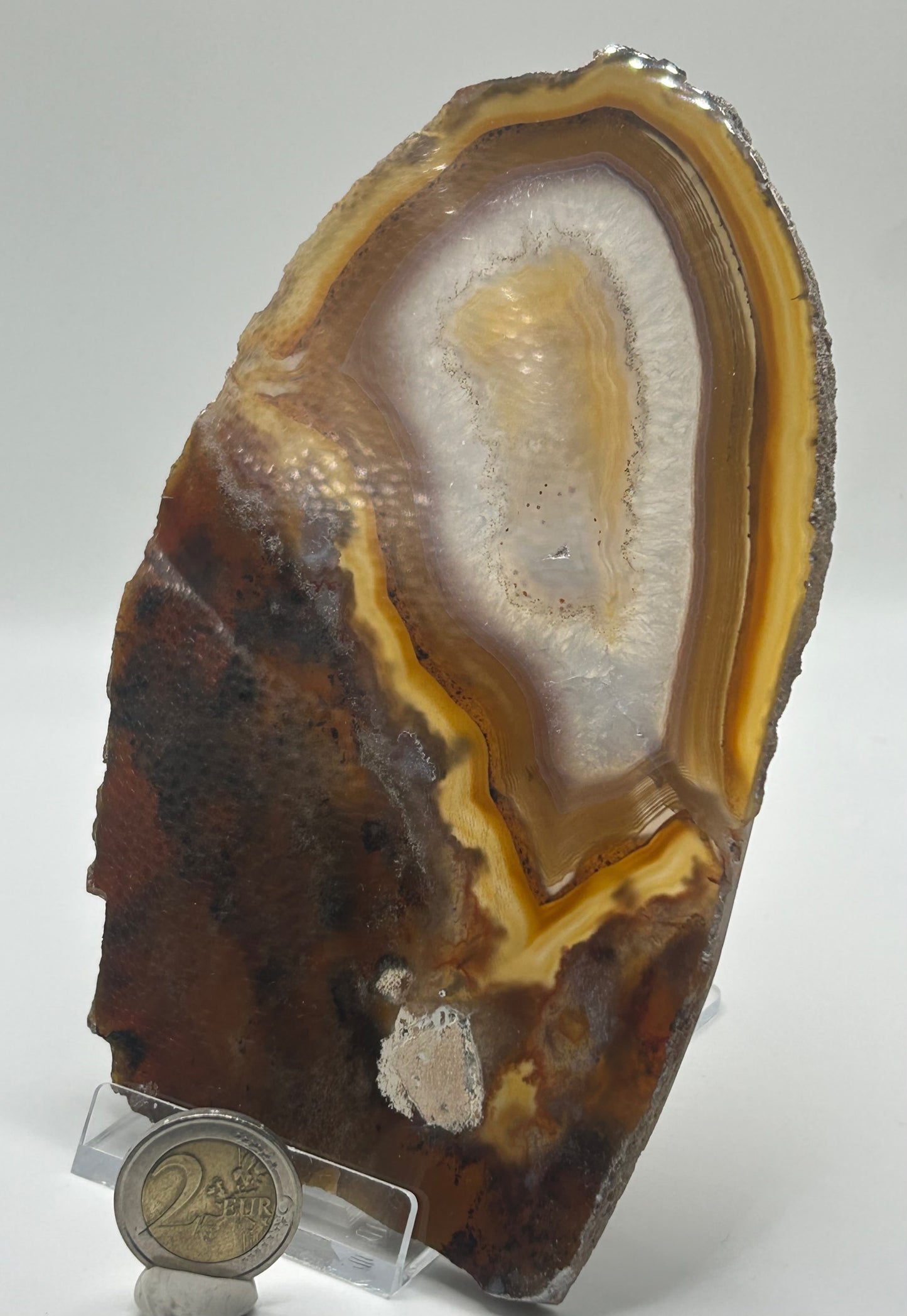 Fetta di agata dendritica lucidata